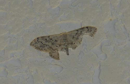 Réf. 318 471 : Idaea sp.